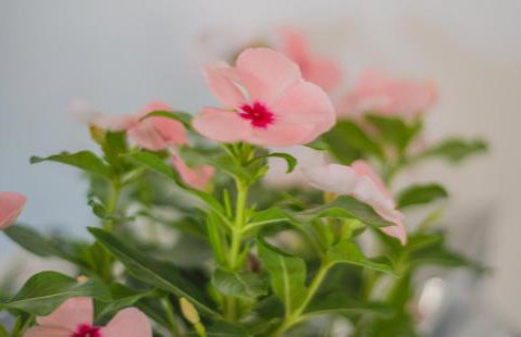 Ostria Hotel & Apartments - Foto 43