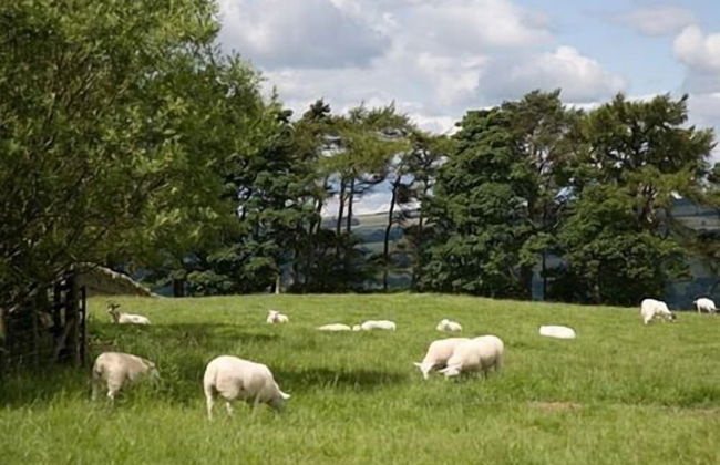 Rye Hill Farm - Foto 15