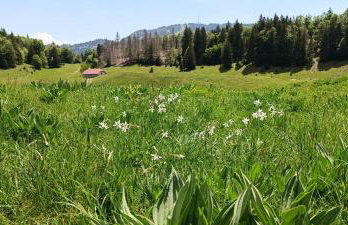 CHALET LES EPILOBES - Foto 7