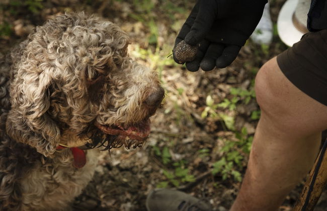 Agriturismo Fattoria Lavacchio - Foto 66