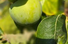 Quinta da Utopia - Foto 45