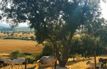 Sharish - Monte Das Estevas - Foto 19