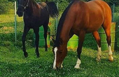 Το σπίτι στο αγρόκτημα - Foto 27