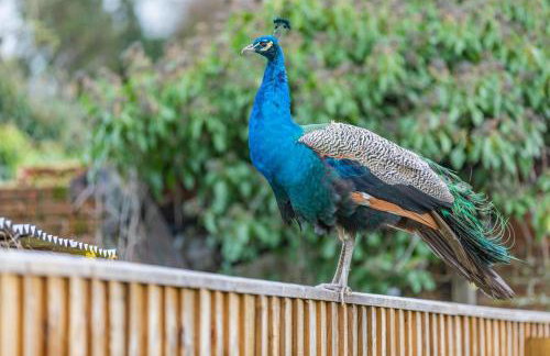 3 Bed in Newport oc-p33956 - Foto 31