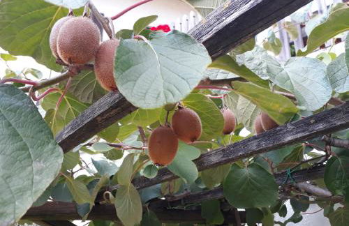 Strasserhof tenuta-Weingut - Foto 7