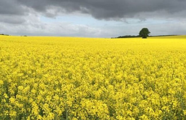 Landhaus Gutmussen 2 A - Foto 15