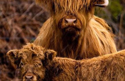 Equinox Cabin - Photo 27