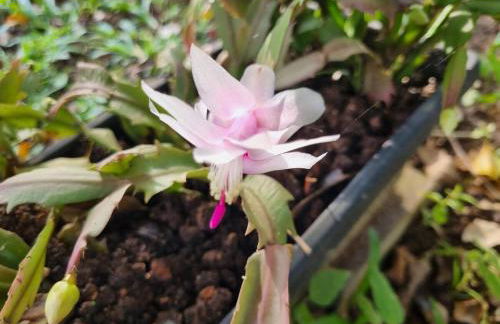 Sítio com Casa de Madeira com 2 quartos 100m2 px Centro de Salesópolis - Foto 42