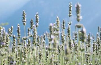 8 Grappoli Agritur - Foto 77