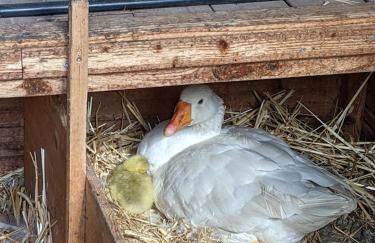 Helenes Ferienwohnung auf dem Bauernhof - Lausitzer Seenland - Foto 35