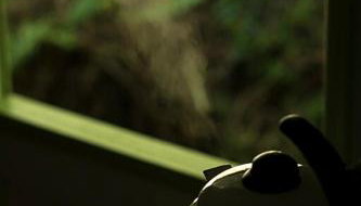 Alugo minha casa na floresta! - Foto 4