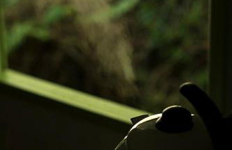 Alugo minha casa na floresta! - Foto 4