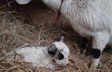 Gîte cocooning climatisé avec piscine et animaux - Foto 28