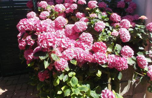 LES TROENES - Photo 8