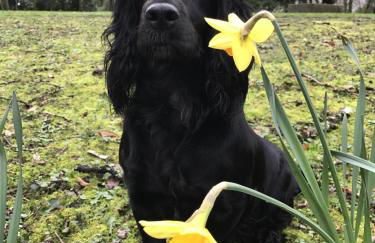 James' Place at Castle Cottage - Foto 24