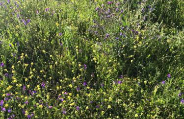 Casa-Finca El Maipéz de Tejeda - Foto 24