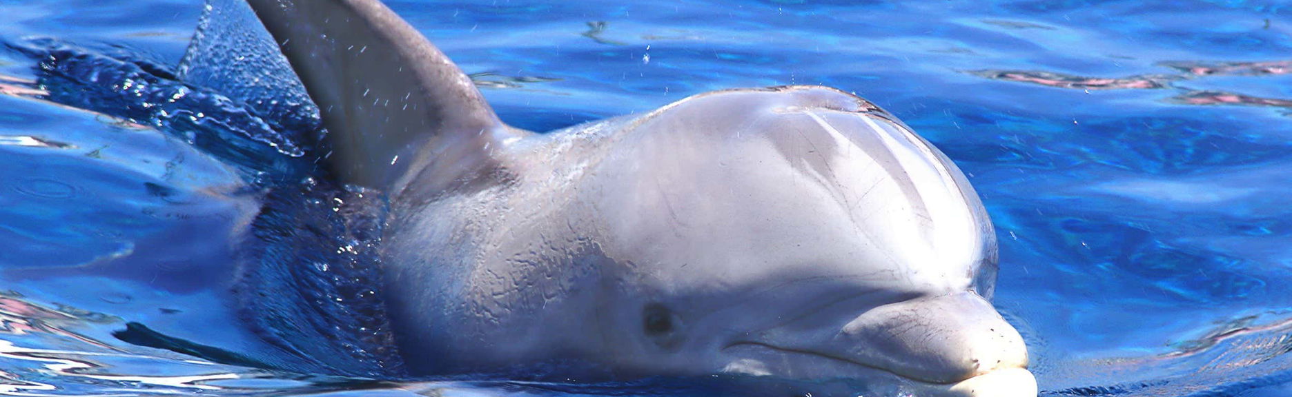 Osservazione di delfini e balene