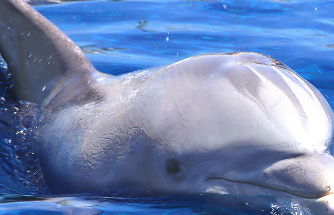 Osservazione di delfini e balene - Foto 1