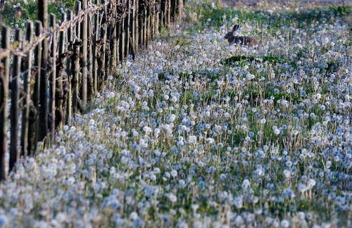 Weinquartier Conzen - Foto 24