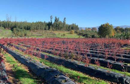 Quinta Vale Salgueiro - Foto 44