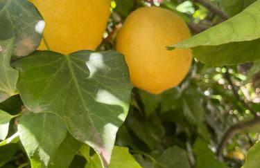 Pompei Duplex Apartment Deluxe - Photo 70