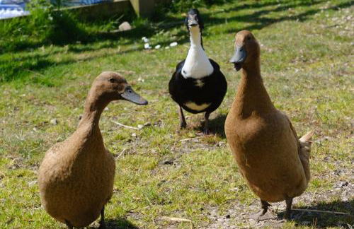 Ivy Cottage - Photo 47