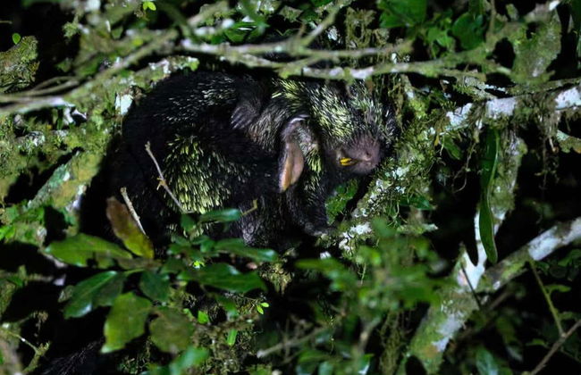 Trekking serale a Oktari Monteverde - Foto 8