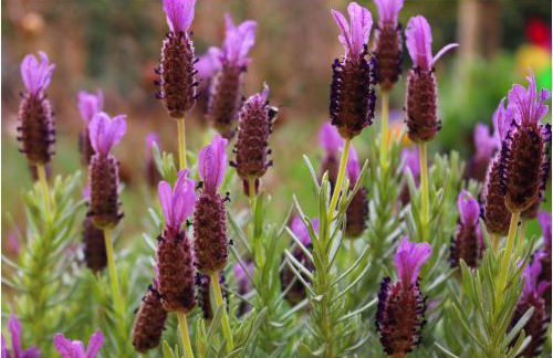 Casa Rural Xixa Landetxea - Foto 31