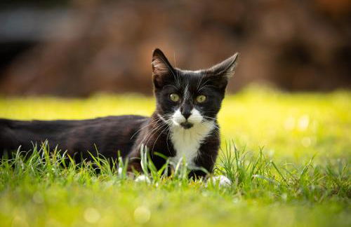 Appartamento sulle colline del Sangiovese - Foto 59