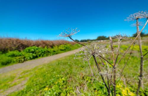 Wild Meadow - Foto 15