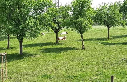 Bauernhof Sesterhenn - Foto 38