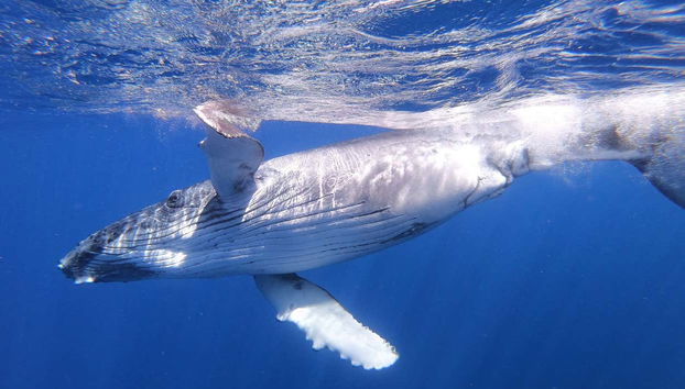Whale Watching in Mo'orea - Foto 2