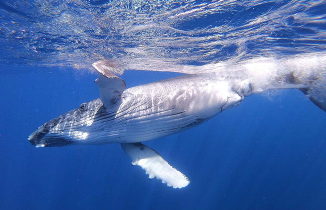 Whale Watching in Mo'orea - Foto 10