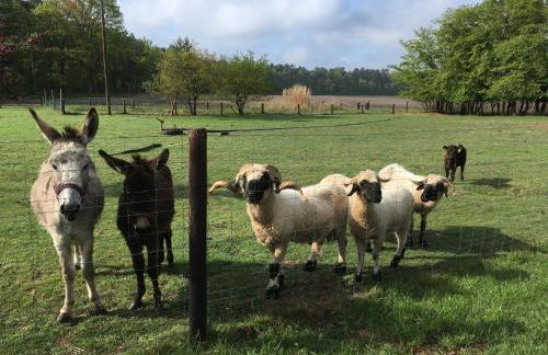Ferienwohnungen in Wald und Flur - Wohnung Flur - Foto 25