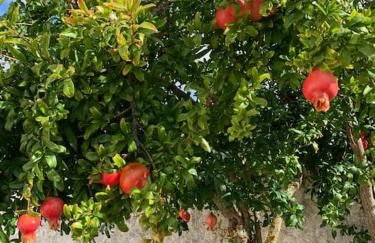 Casa dos Pécoxinhos - Photo 32