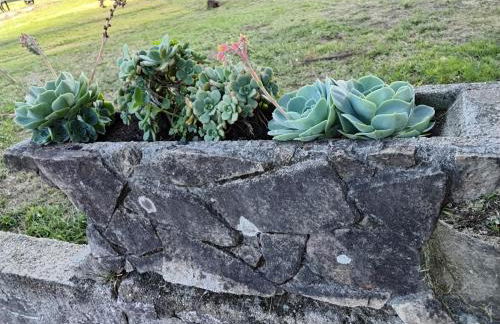 LA CAMELIA - Foto 43