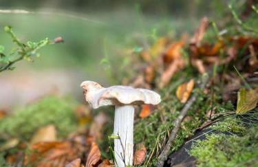 Winstitchen Cottage situated near the River Barle - Foto 59