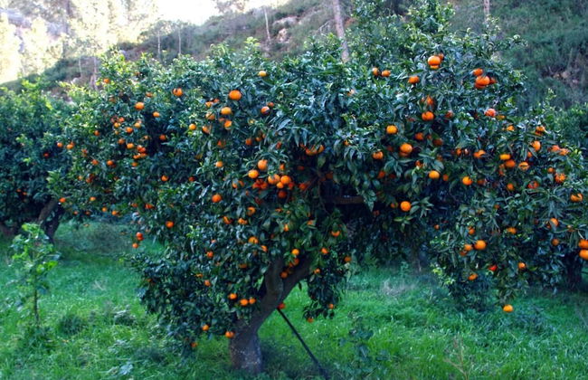 Hort de Mao El Rebost - Foto 27