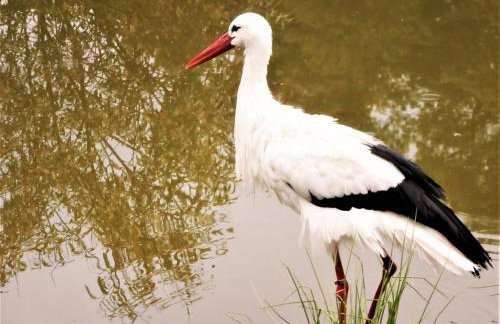 Gosciniec Pod Debem - Foto 8