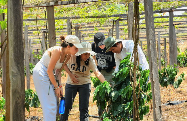 PIDA COFFEE FARM LODGE - Photo 38