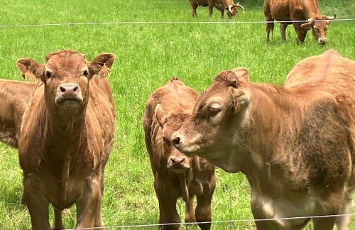 Le Petit Chateau - adults only property - Foto 59