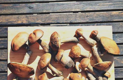 Gelbes Haus bei Mardorf am Steinhuder Meer - Foto 24