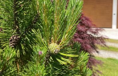 Villa Giulia - Bisalta - Foto 38