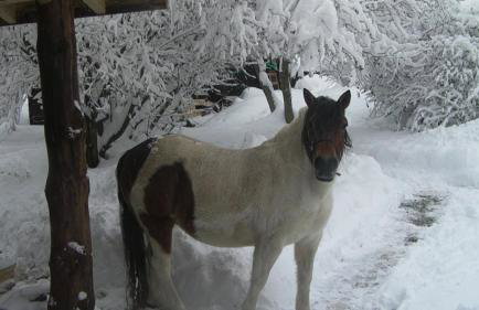 Leśna Kopuła - Foto 35