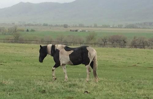 Pine Creek Cabin Livingston Montana - Foto 57