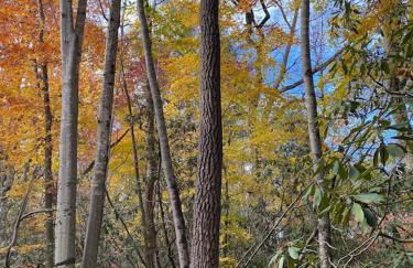 Beech Creek Cabin, lower unit, Black Mountain - Foto 29