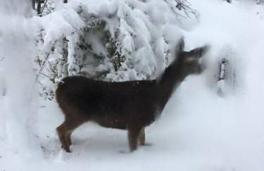 Uncle Grizz's Cabin...get intouch with nature - Foto 32