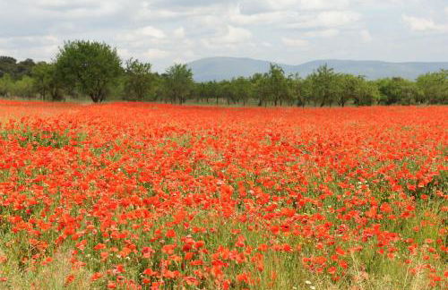 La Teulera - Foto 21