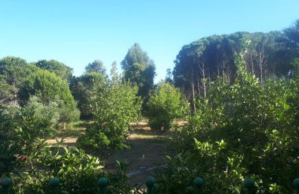 Villa Dunes 350m from the sandy beach - Foto 59