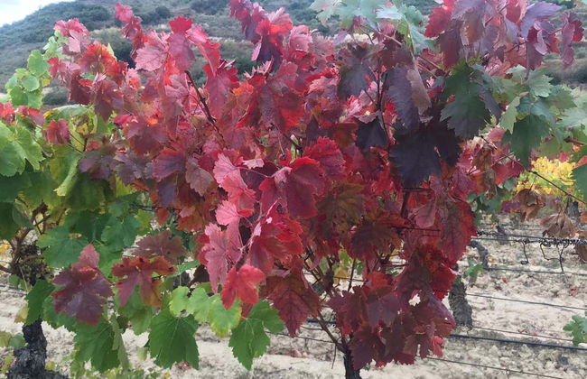 Visite du domaine viticole de Jilabá avec dégustation de vin - Photo 9